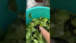 Plants Care ￼Tips🪴!! #shorts #minivlog #ytshorsts #@mayasvlog-ad76