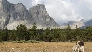 Llama Trekking Wyoming Wind River Range
