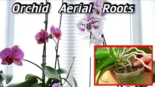 Can You Cut Off Orchid Air Roots? - Orchid Roots Sticking Out Of The Pot - Orchid Aerial Roots
