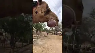 aggressive camels vlogs 😱😱😱 #camel #animals #camellife #viral #shortvideo #youtubeshorts #youtube