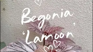 Chop and Prop | My Begonia ‘Lamoon’ is thriving 🥹✨