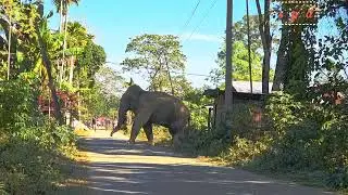 wild Elephant dangerous crossing village road near people house and attack 