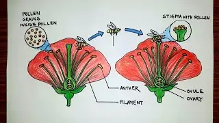Pollination drawing step by step | Cross Pollination diagram drawing easy |