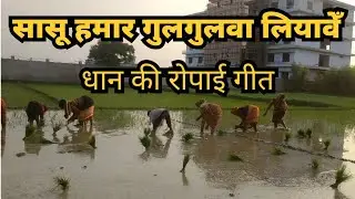धान की रोपाई गीत। सासू हमार गुलगुलवा लियावें।jangbahadur vlogs