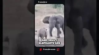 Unlikely Animal Encounters: Epic showdowns and surprising alliances!