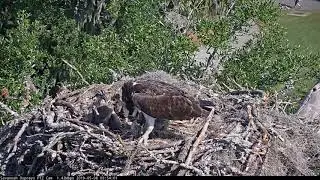 Noisy Fish Delivery and Feeding At Savannah Osprey Nest – May 8, 2019