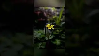 Creative Photography | Tips & Tricks with Phone using Pro Mode 📸 | Mobile Photography Hacks 🔥