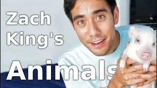 28 best Zach King Animals Magic Tricks