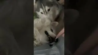 Jealous Husky Drama &ndash; Ayla vs Akim in the Morning! #husky #siberianhusky