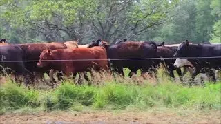 Rotational Grazing in Ontario