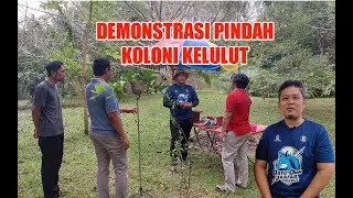 Demonstrasi Pindah Koloni Kelulut bersama Mahasiswa daripada Indonesia