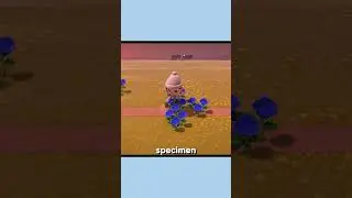 Do you think it was worth it? | Animal Crossing New Horizons
