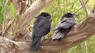 The Raven Creation Story