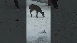 deer vs corn cob