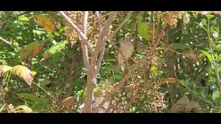 A Cheerful Sign of Fall - Ruby Crowned Kinglet