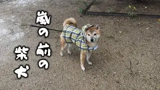 台風が来ている日のさんぽが憂鬱すぎる柴犬