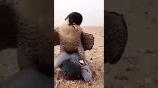 #adriaticolofttv#pigeonloft #falcon #kalapati #kawawa #goodvibes #pigeon #pigeonracing #trending