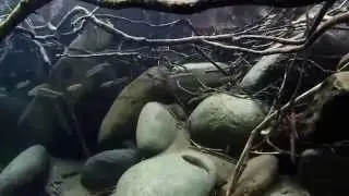 Upper Middle Fork Willamette River Fishes