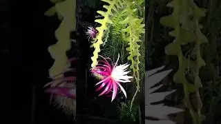 cacto sianinha #cactuscollection #sianinha  #cactos #cactus #plantas #epfitas #flowers