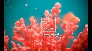 Pantone color of the year 2019 speech by David R Shah