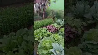 Inspirasi menanam berbagai sayuran