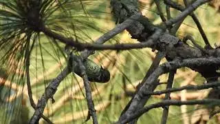 Meet this rare tiny beauty...Speckled Piculet