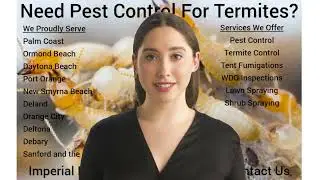 Termite Treatment Options