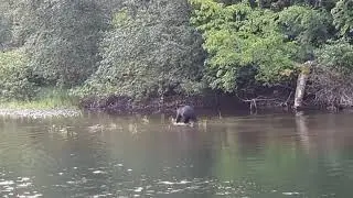 Grizzly, Fisheries Pool campground,  Hagensborg, BC