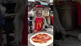 Monkey chef making pizza