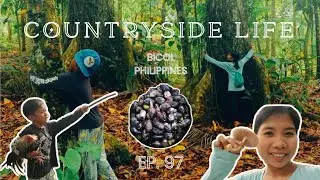 EP97: HUNTING PILI-THE ADVENTURE IN THE FOREST #countrysidelife #bicol #philippines #countryside