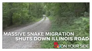 Massive snake migration shuts down miles of Illinois road
