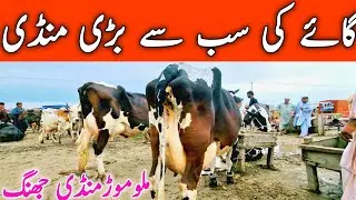 Malumor Cow Mandi Jhang | HF Cow In Pakistan || Mandi Star