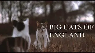 Big Cats of England