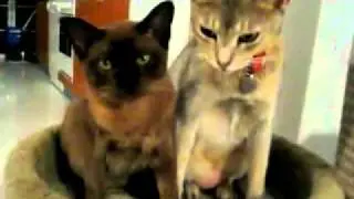Brown Burmese kitten and Silver Abyssinian.flv