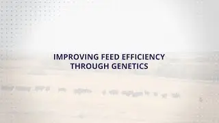 USLGE | Beef | U.S. Beef Genetics to Improve Feed Efficiency (English)