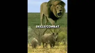 Lion VS Rhino edit🔥#shorts #lions #rhino