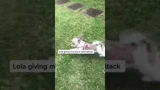 #youtubepets