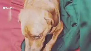Funny 2 U 4 U! COMMENT WHAT YOU THINK! Dog's Hilarious Filter Fail  Turquoise Eyes & Green Markings!