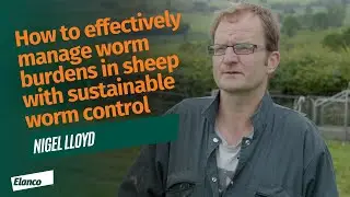 How to effectively manage worm burdens in sheep with sustainable worm control