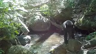 Bear shaking off water in sunlight