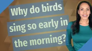Why do birds sing so early in the morning?