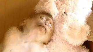 Update 1:30PM Orphan Pigtails Axel Tired & Take A Rest ! Axel Comforts  Near New Teddy Bear!