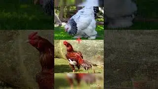Hybrid of Brahma chicken and Lari chicken #birds #chicken #duck