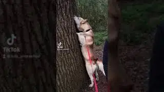 Simba! (Alaskan Malamute X Siberian Husky!!!) Alusky!