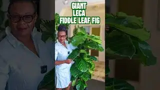 The BIGGEST Fiddle Leaf Fig Transformation : Soil to Leca