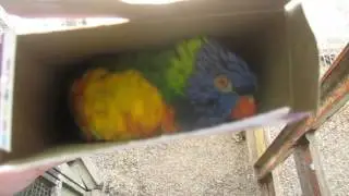 Moe the rainbow lorikeet says hello in a box! rainbow lorikeet talking and playing