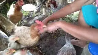 Native Chicken