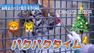 【釧路市動物園】(午後) みんな集まれー！オヤツだよー🍖ライオン、アムールトラのパクパクタイムにワクワク🦁可愛いココアにキュンキュン🐯釧路の夜にうっとり🌉