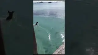 LUCKY OR BRAVE ? Dog Attack On Shark Fish #ytshorts #shortvideos #dog #fish !