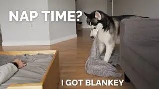 Trying To NAP With My HUSKY! He Got Me a BLANKET!!!!
